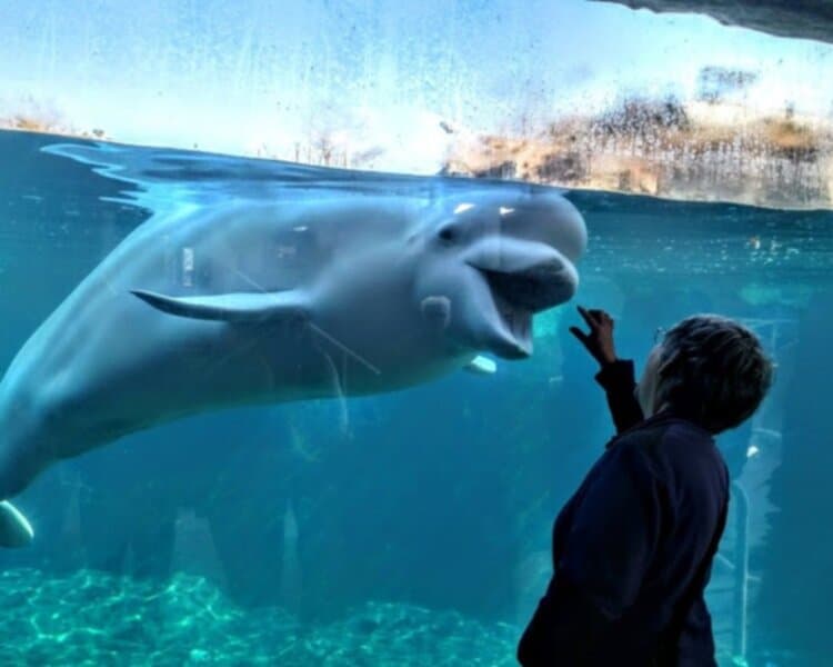 Mystic Aquarium